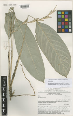 Kew Gardens K000906561:  Poulsen, A.D,; Clausager, J.; Clausager, K. [2026] Borneo