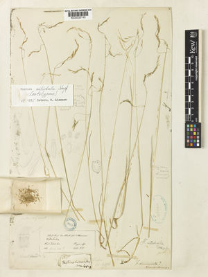 Kew Gardens K000032140:  Thomson, T. [s.n.] China