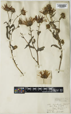 Kew Gardens K000890703:  s.coll. [s.n.] United States