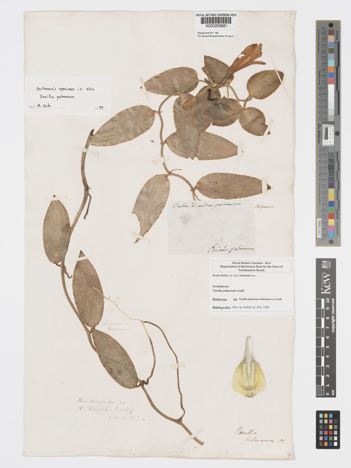 Kew Gardens K000293881:  Salzmann [s.n.] Brazil