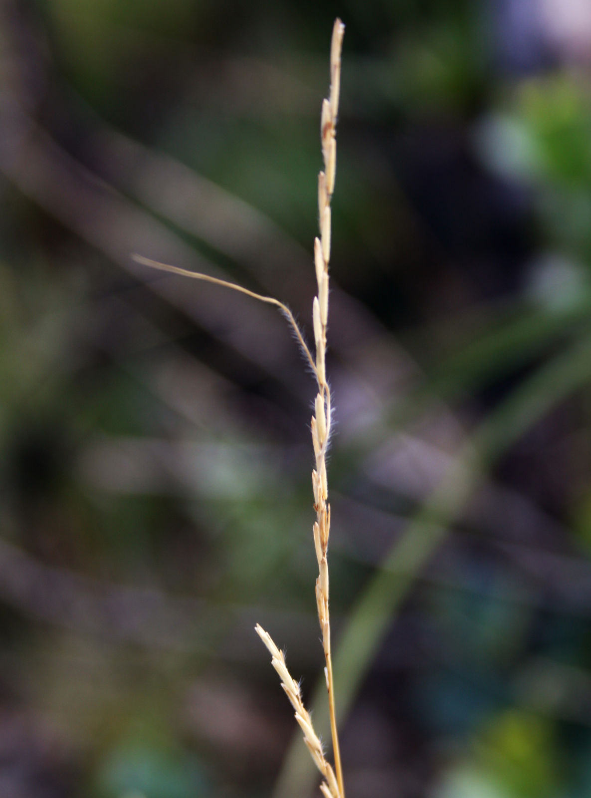 Trachypogon macroglossus Trin. | Plants of the World Online | Kew Science