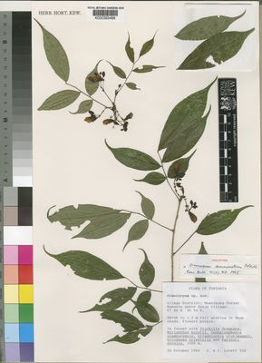 Kew Gardens K000393498:  Lovett, J. [334] Tanzania