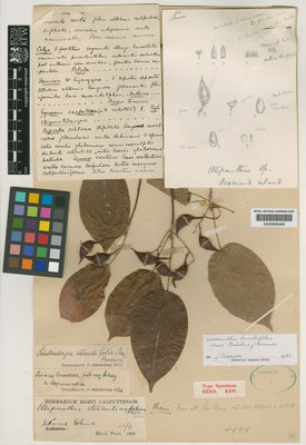 Kew Gardens K000695949:  Prain, D. [s.n.] Burma