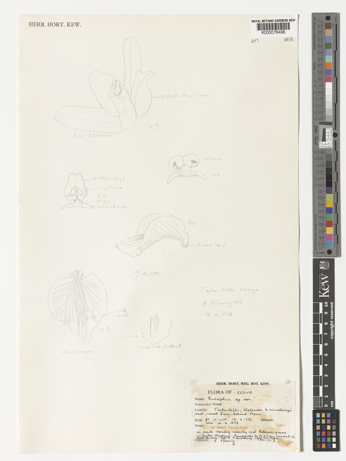 Kew Gardens K000078496:  Pfennig, Dr., Horst [1113] Kenya