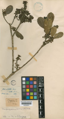 Kew Gardens K000588527:  Sello [s.n.] Brazil