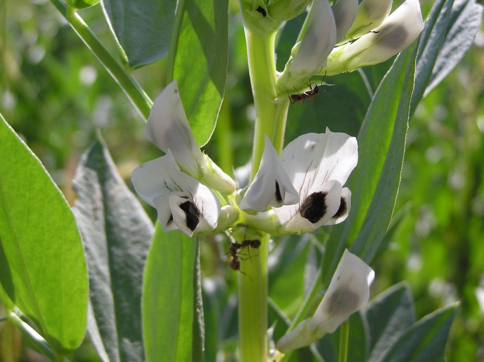 Vicia faba L., Plants of the World Online