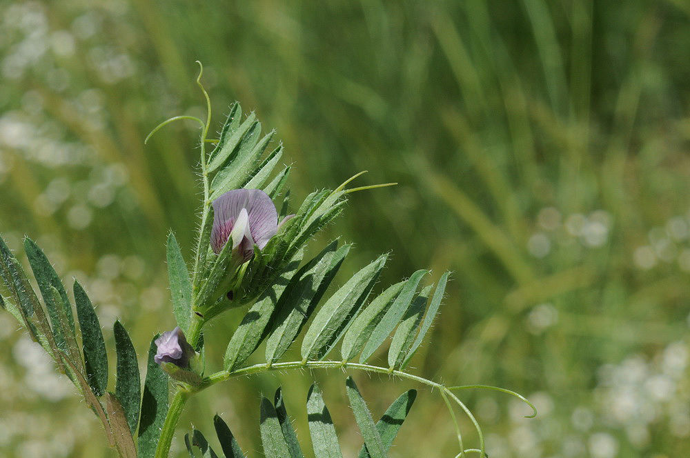 © copyright of the Board of Trustees of the Royal Botanic Gardens, Kew.