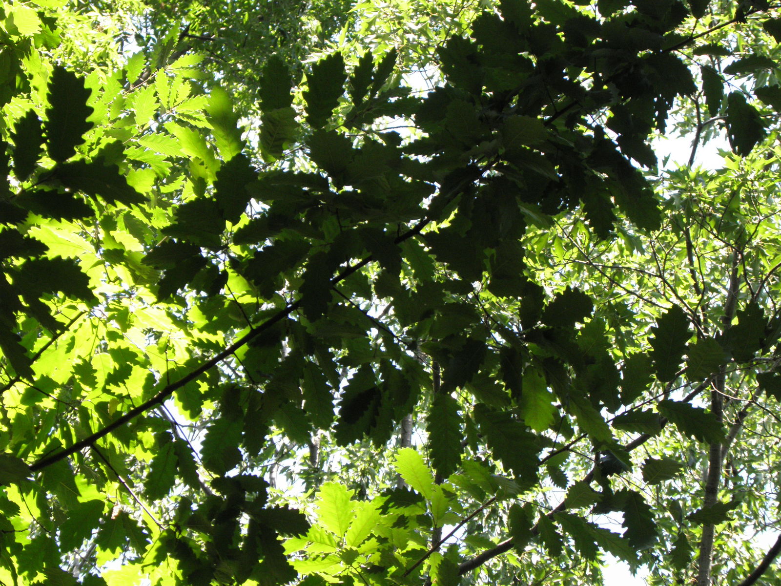Quercus petraea (Matt.) Liebl. | Plants of the World ...