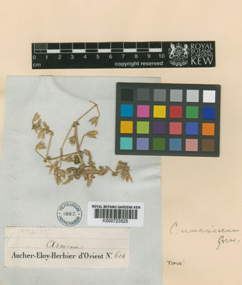 Kew Gardens K000723525:  Aucher-Eloy, P.M.R. [614] Armenia