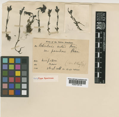 Kew Gardens K000739134:  King's collector [s.n.] India