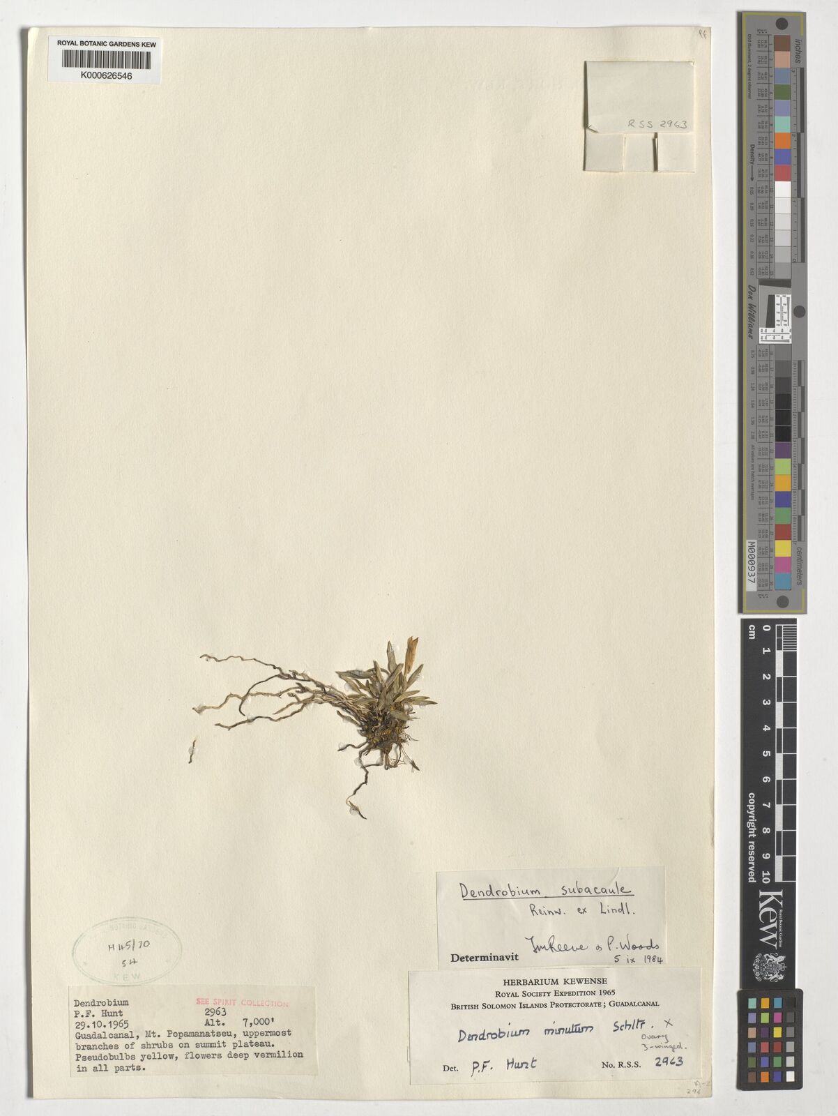Dendrobium subacaule