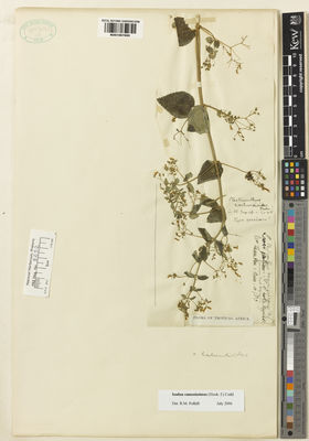 Kew Gardens K001067695:  Thomson [s.n.] Tanzania