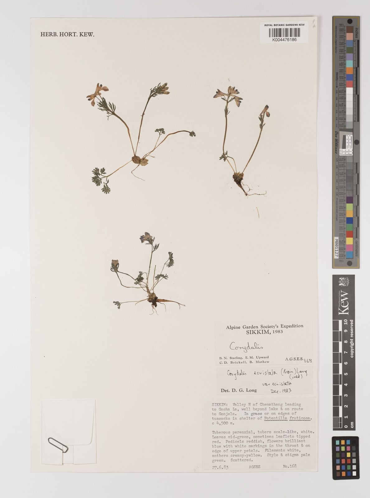 Corydalis ecristata