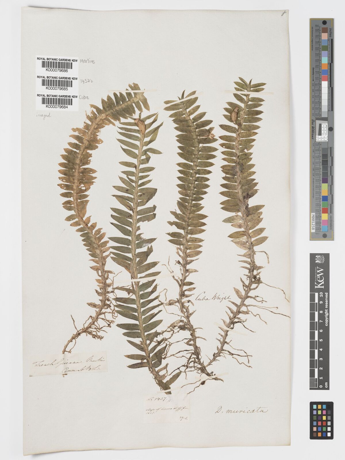 Kew Gardens K000079684:  Wright [s.n.] Cuba