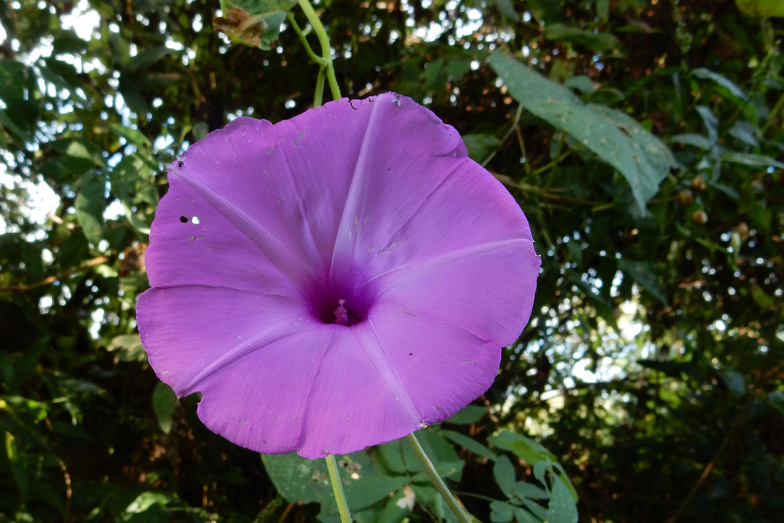 © copyright of the Board of Trustees of the Royal Botanic Gardens, Kew.