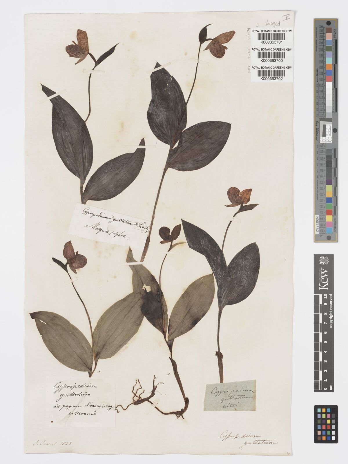 Kew Gardens K000363702:  Prescot, J. [s.n.]