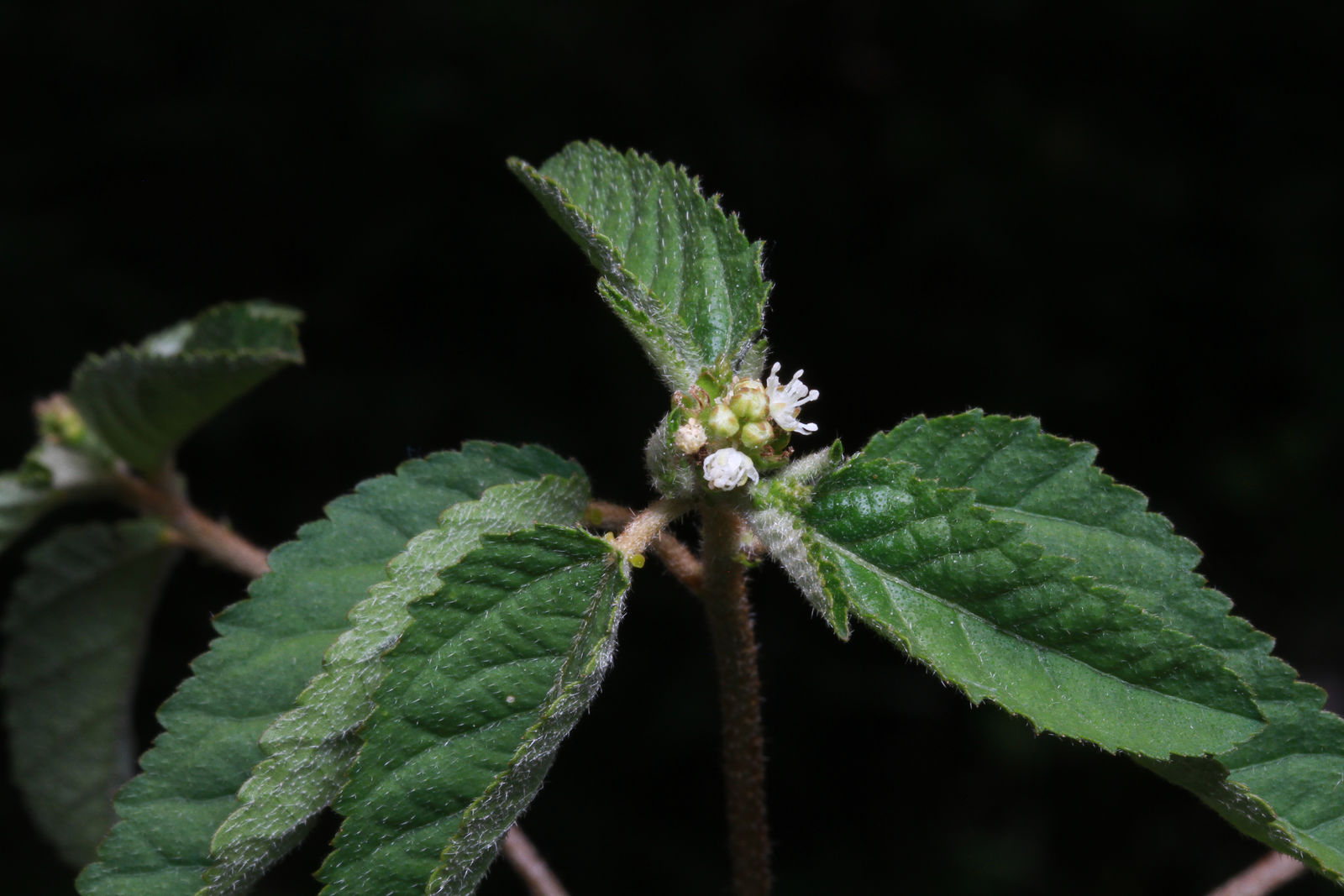 © copyright of the Board of Trustees of the Royal Botanic Gardens, Kew.