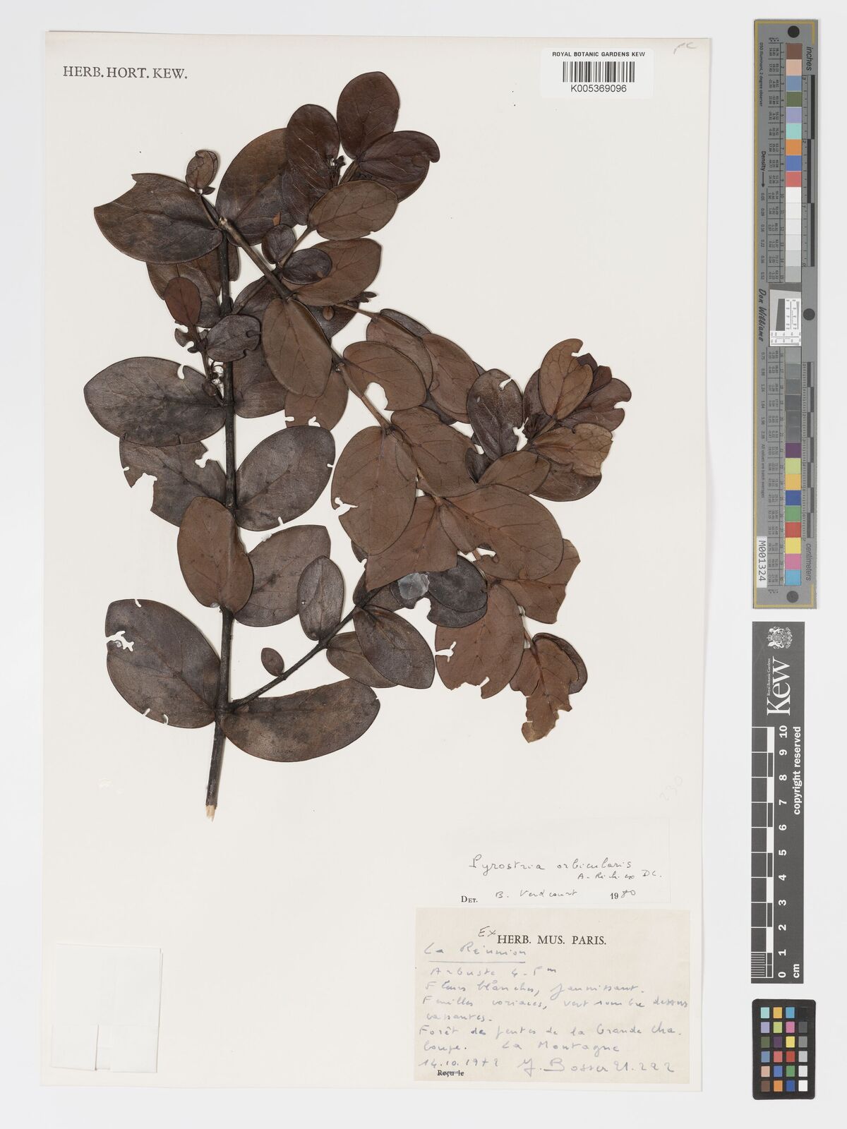 Pyrostria orbicularis