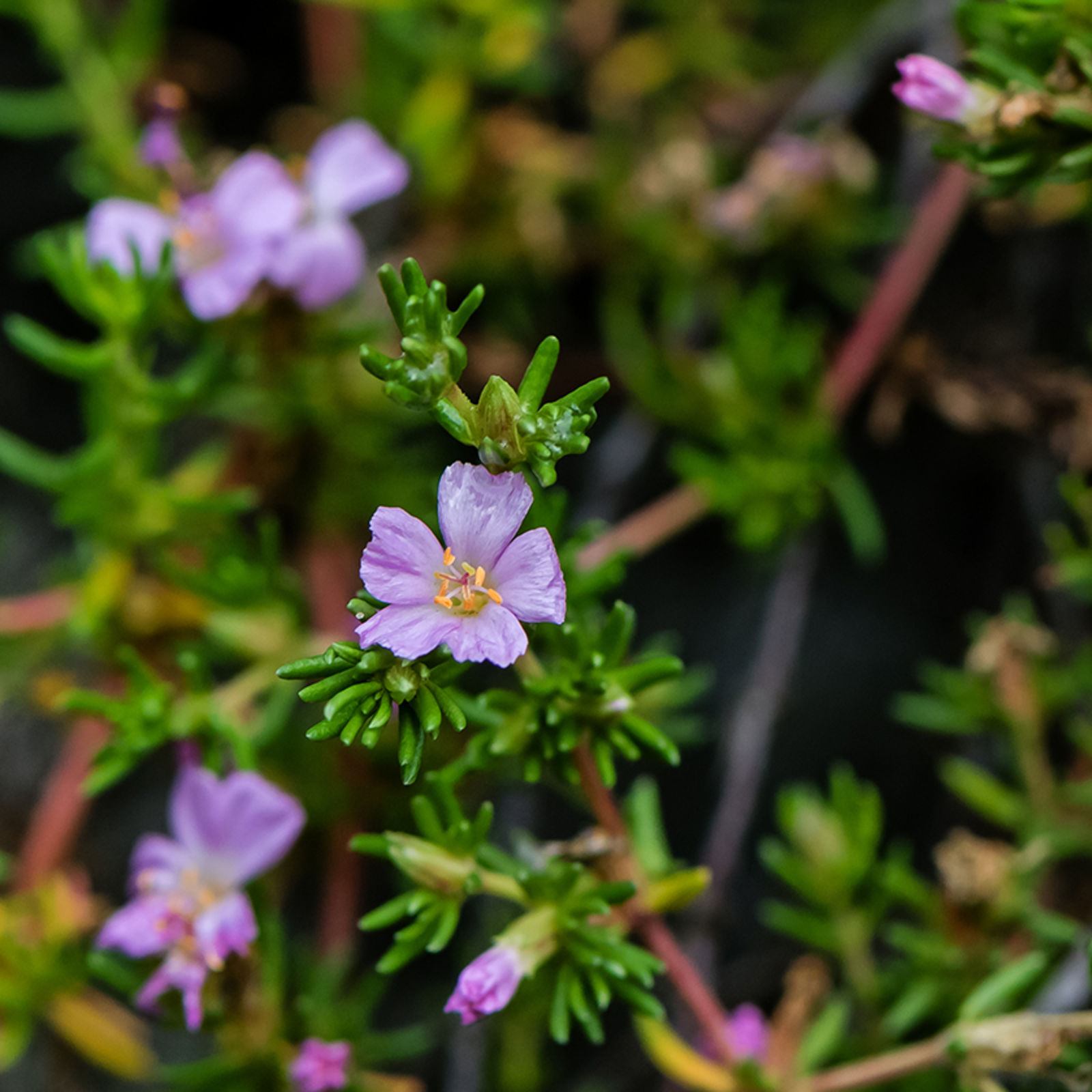 © copyright of the Board of Trustees of the Royal Botanic Gardens, Kew.