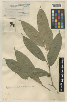 Kew Gardens K000802254:  Ramos, M. [s.n.] Philippines