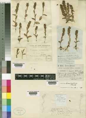 Kew Gardens K000416158:  Wolley-Dod, A.H. [3211] South Africa