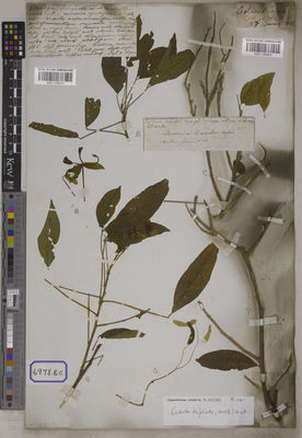 Kew Gardens K001126472:  s.coll. [Cat. no. 6978]