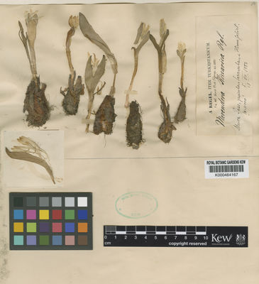 Kew Gardens K000464167:  Regel, A. [s.n.] Tajikistan