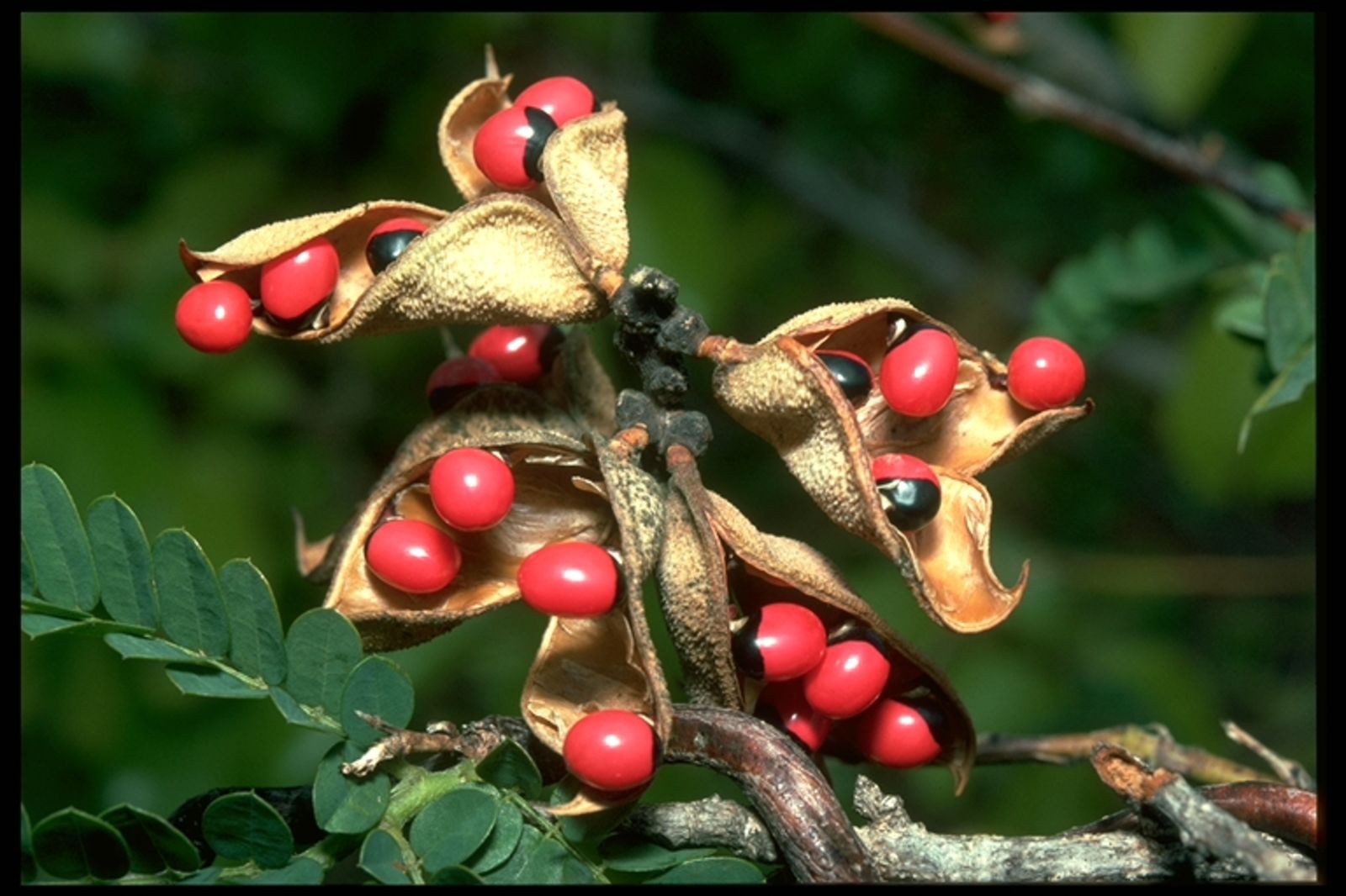 Abrus precatorius is most deadly plant in the world