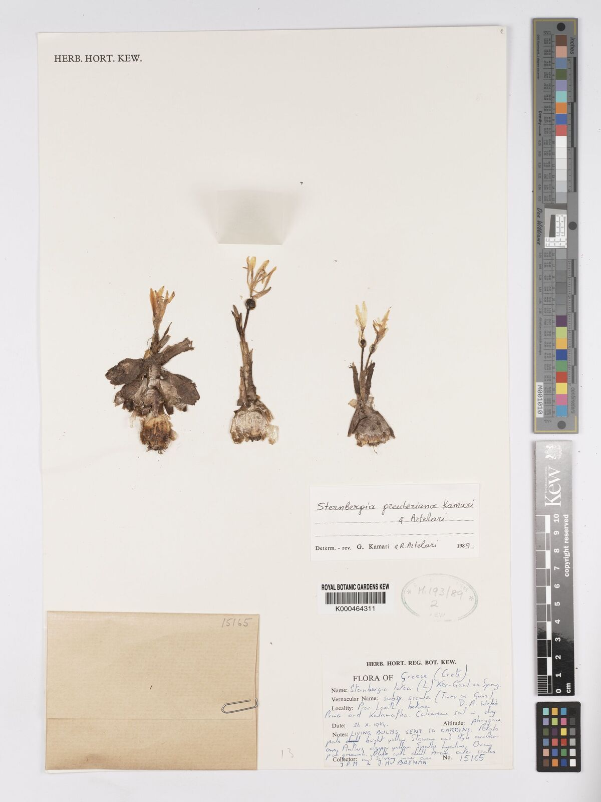 Kew Gardens K000464311:  Brenan, J.P.M.; J.H. [15165] Greece