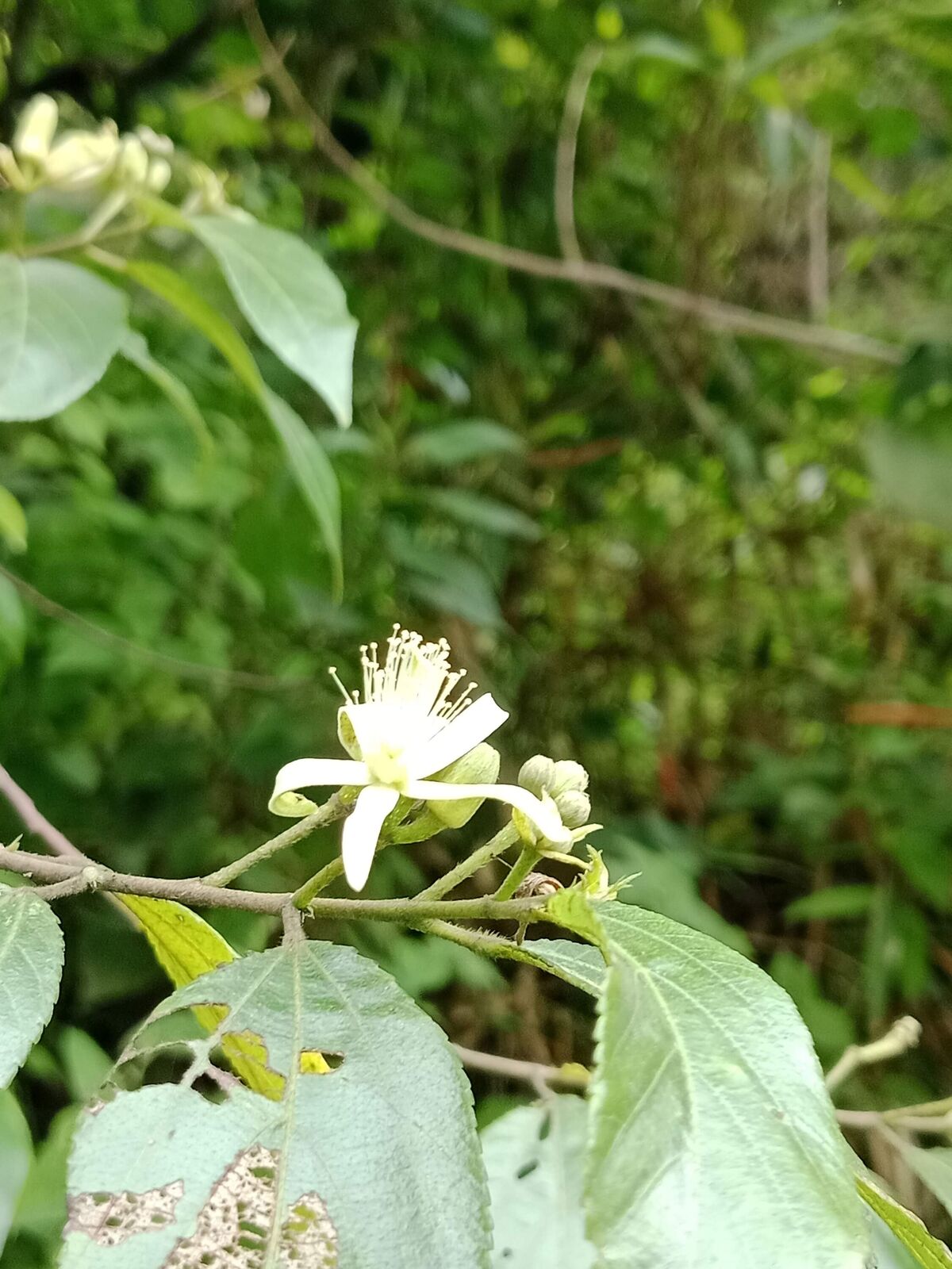 Grewia orientalis