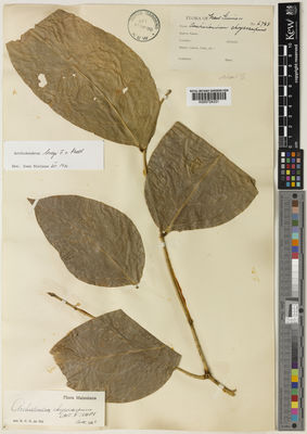 Kew Gardens K000724331:  Ledermann [6783] Papua New Guinea