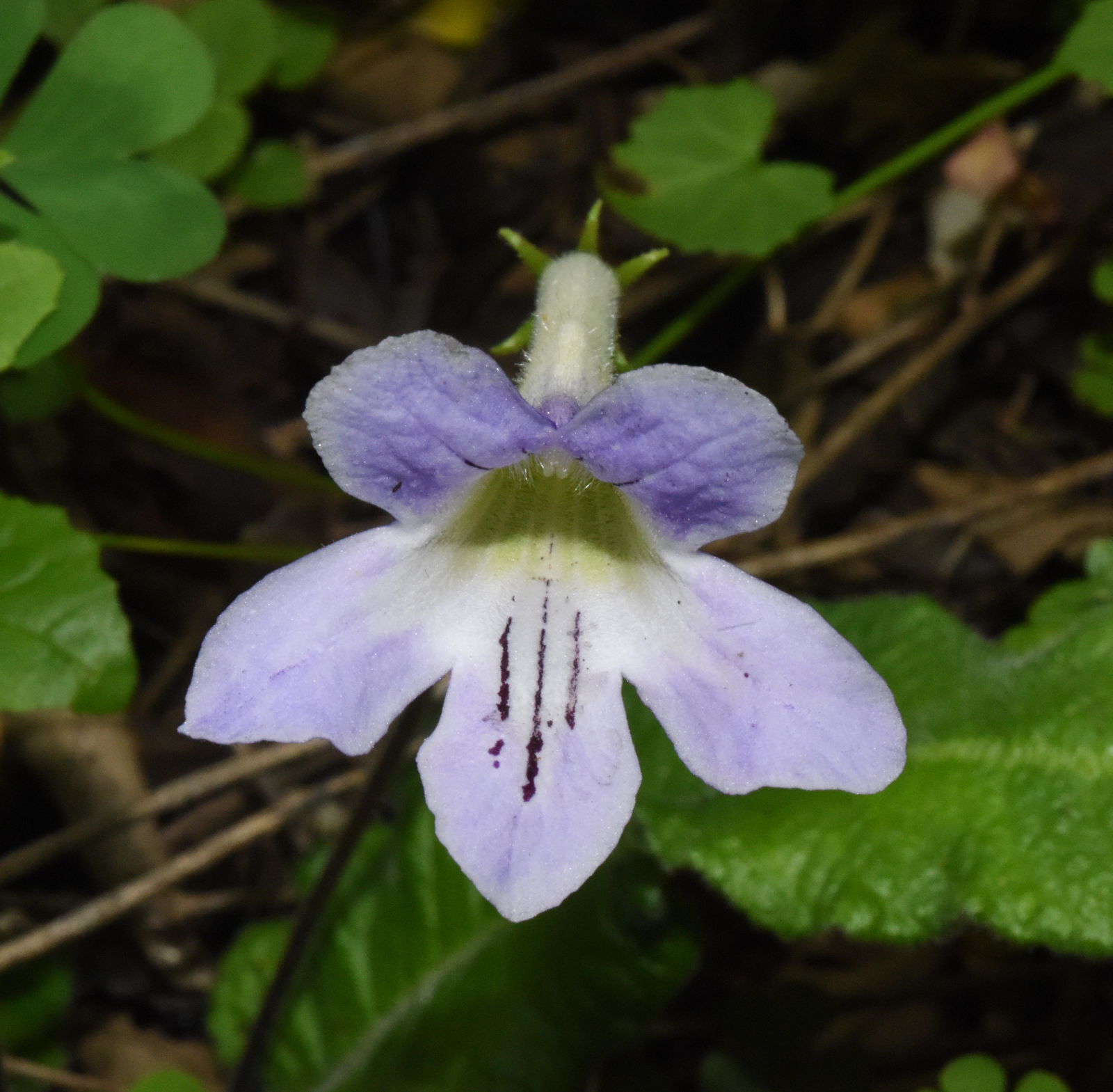 Streptocarpus gardenii Hook. | Plants of the World Online | Kew Science