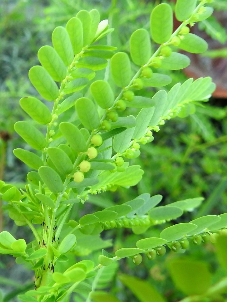 Phyllanthus amarus Schumach. & Thonn. | Plants of the World Online ...