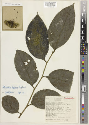 Kew Gardens K001081373:  Womersley, J.S.; Royen, P., van; Versteegh, C. [6004] Papua New Guinea