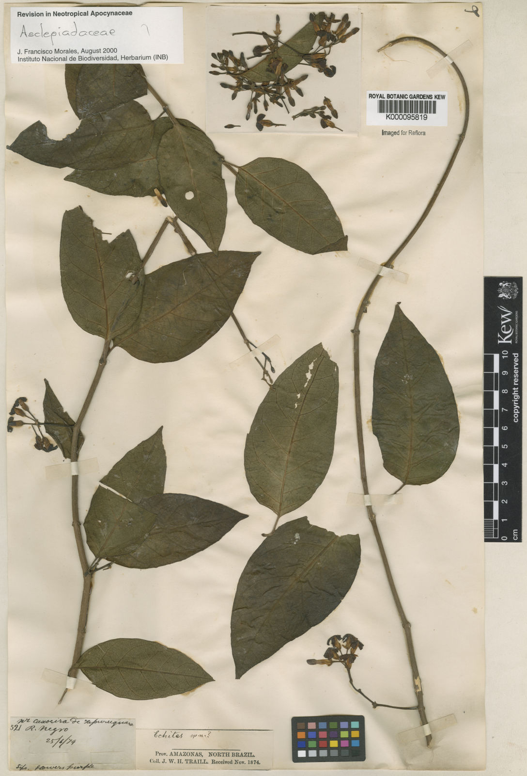 Ruehssia rubrofusca (E.Fourn.) F.Esp.Santo & Rapini | Plants of the World  Online | Kew Science