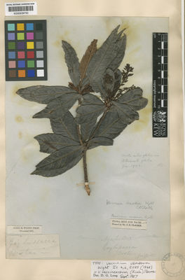 Kew Gardens K000639730:  Griffith, W. [s.n.] Bhutan