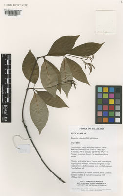 Kew Gardens K000852980:  Middleton, D.J.; Hemrat, C.; Lindsay, S.; Suddee, S.; Suwanachat, S. [3418] Thailand