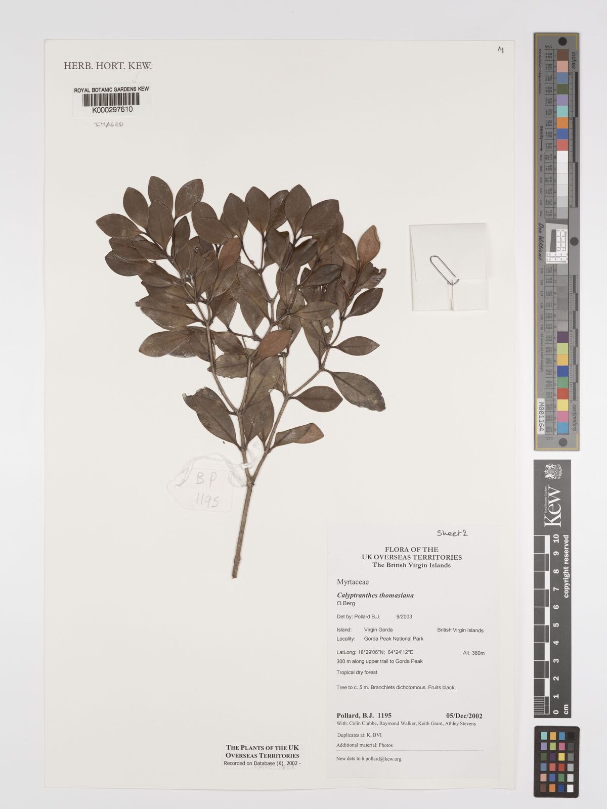 Calyptranthes thomasiana
