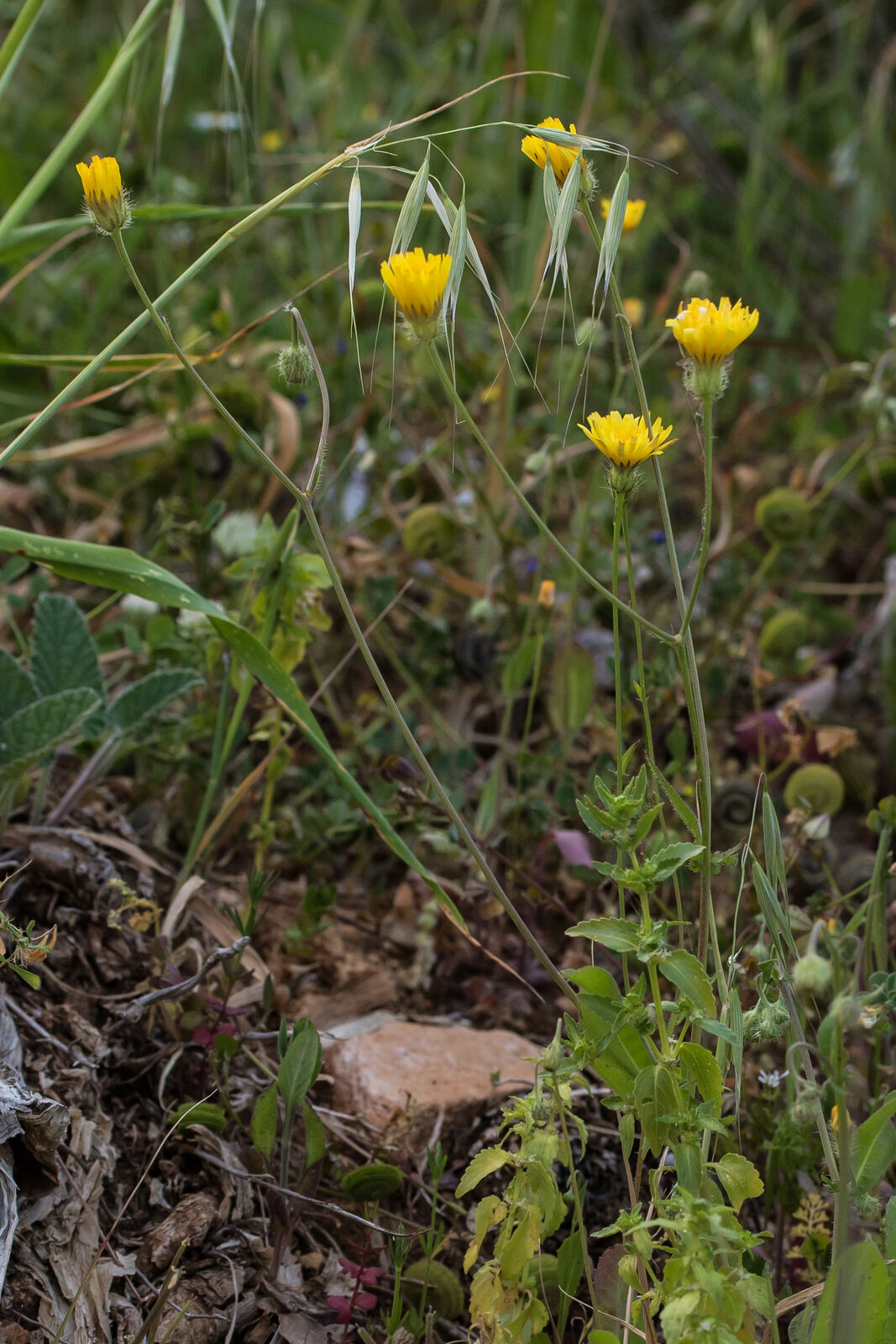 Crepis Commutata (spreng.) Greuter 