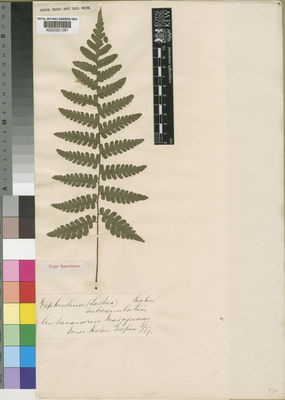 Kew Gardens K000351091:  Gilpin, H. [s.n.] Madagascar