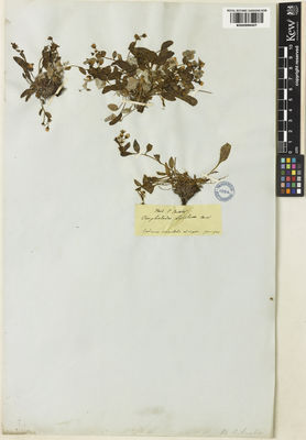 Kew Gardens K000998407:  Boissier, P.E. [s.n.] Turkey