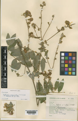 Kew Gardens K000119485:  Hinton, G.B. [3101] Mexico