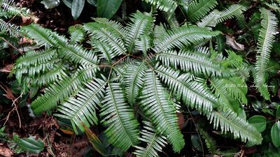 Dicranopteris linearis (Burm.f.) Underw. | Plants of the World Online ...