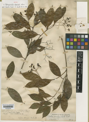 Kew Gardens K000583305:  s.coll. [13476] Brazil