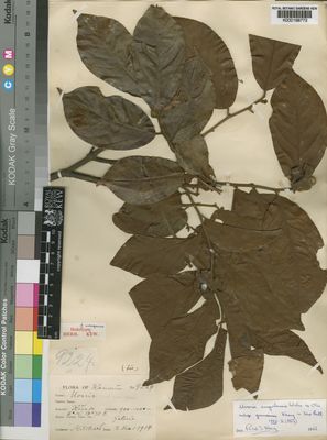 Kew Gardens K000198772:  Mildbraed [9224] Cameroon