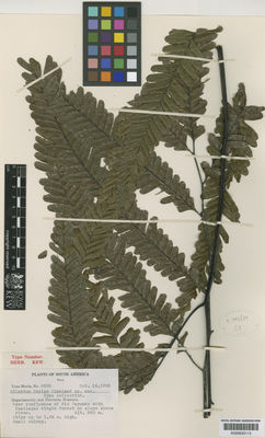 Kew Gardens K000633113:  Mexia, Y. [8292] Peru