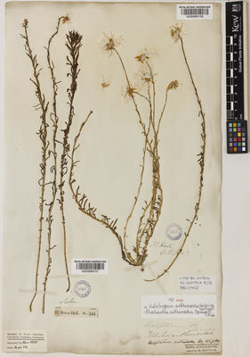 Kew Gardens K000899158:  s.coll. [s.n.] Australia