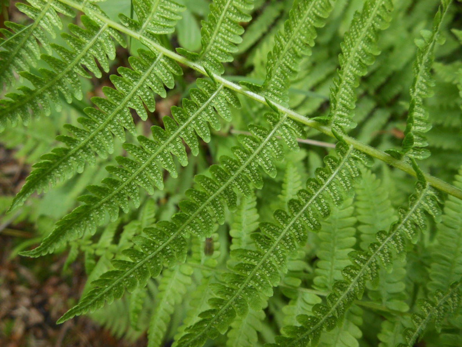 Thelypteris Nipponica (franch. & Sav.) Ching 