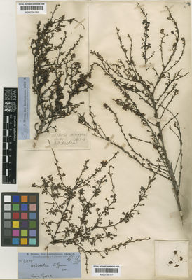 Kew Gardens K000700150:  Brown, R. [s.n.] Australia