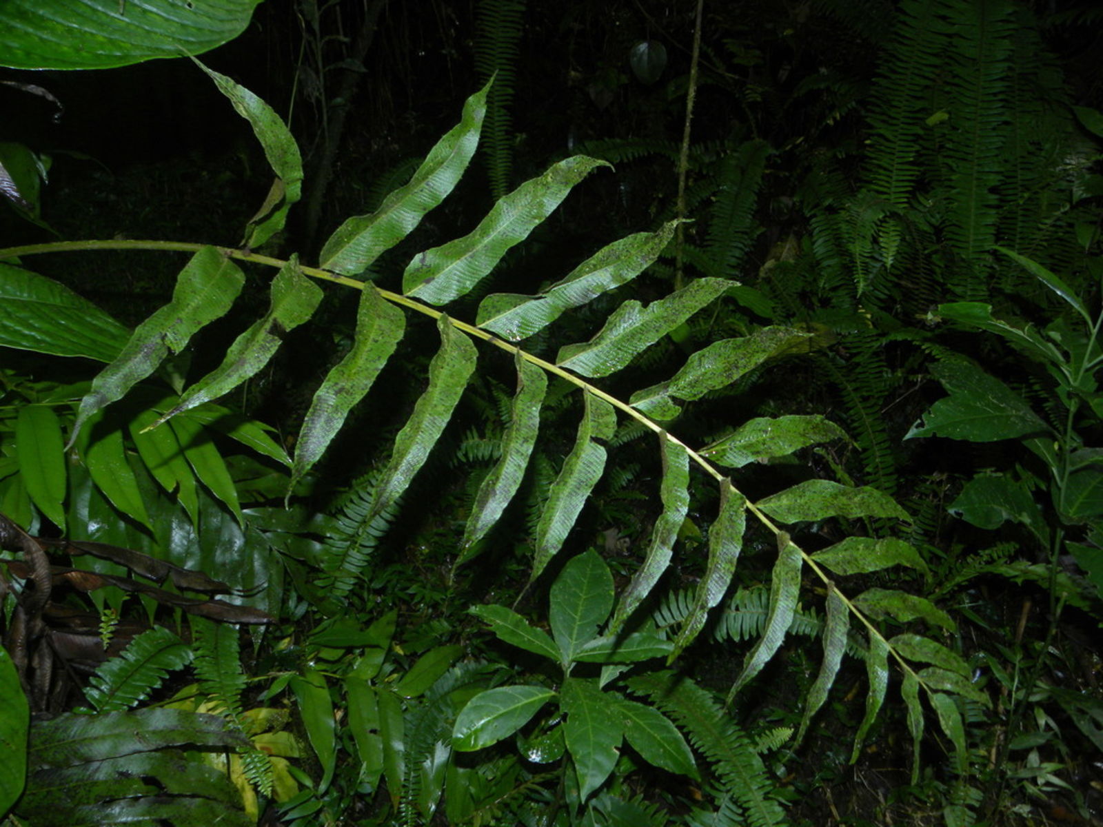 © copyright of the Board of Trustees of the Royal Botanic Gardens, Kew.